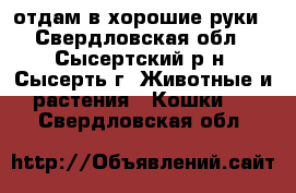 отдам в хорошие руки - Свердловская обл., Сысертский р-н, Сысерть г. Животные и растения » Кошки   . Свердловская обл.